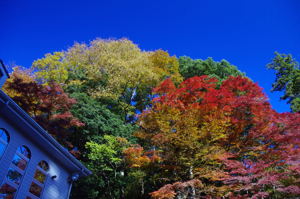 高尾山_20131123_012