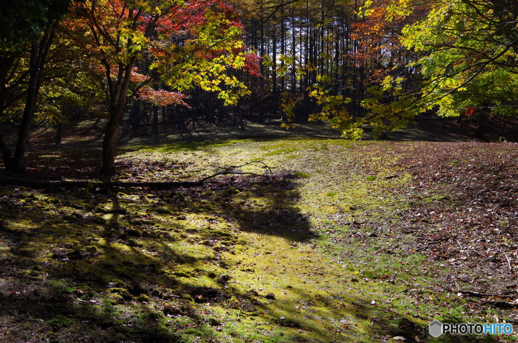 秋の里山　IMGP5140