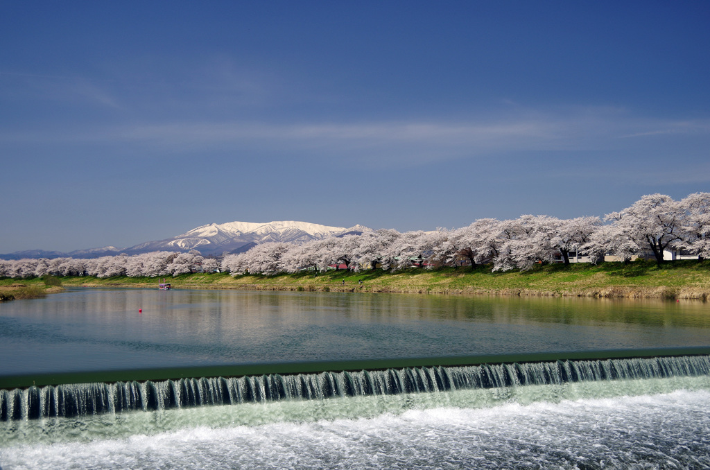 大河原　千本桜_20140414_103