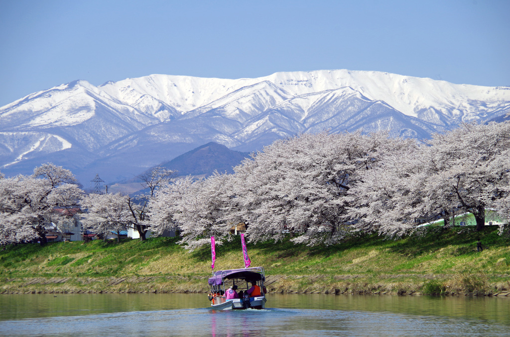 大河原　千本桜_20140414_098