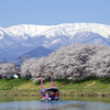 大河原　千本桜_20140414_098