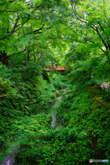 大原三千院 雨上がりの森