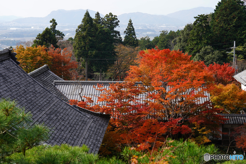 湖東三山 百済寺の紅葉