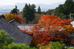 湖東三山 百済寺の紅葉