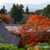 湖東三山 百済寺の紅葉