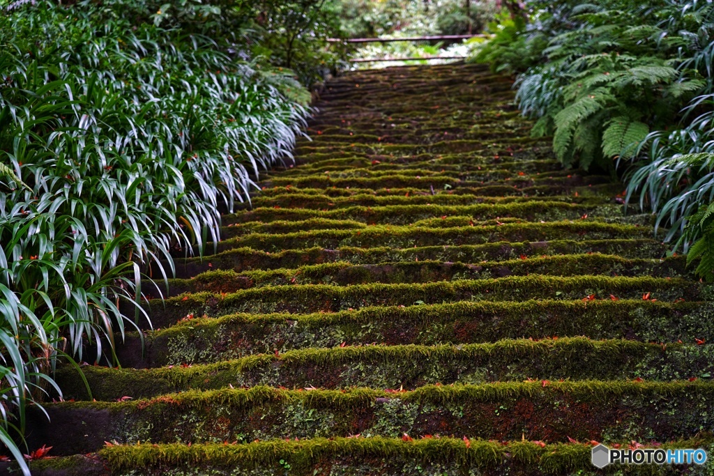 妙法寺 苔の階段