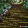 妙法寺 苔の階段