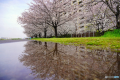 多摩川二十一世紀桜並木