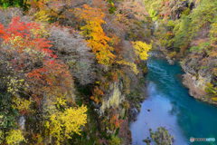 吾妻渓谷の紅葉 ふれあい大橋