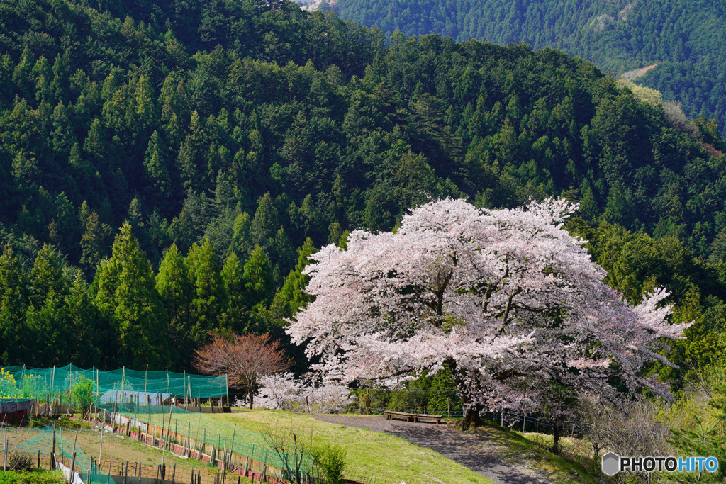 八徳の一本桜2