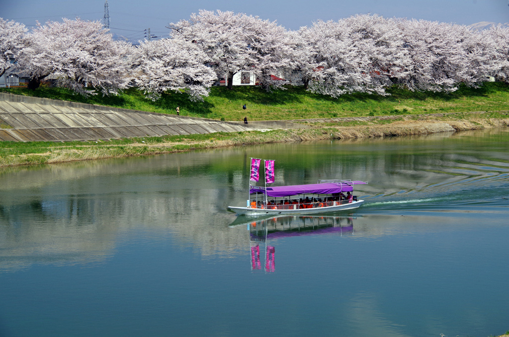 大河原　千本桜_20140414_012