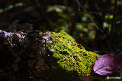 里山の秋　IMGP1129