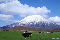 羊蹄山（蝦夷富士）IMGP3794