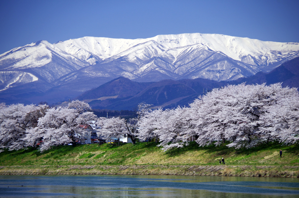 大河原　千本桜_20140414_110