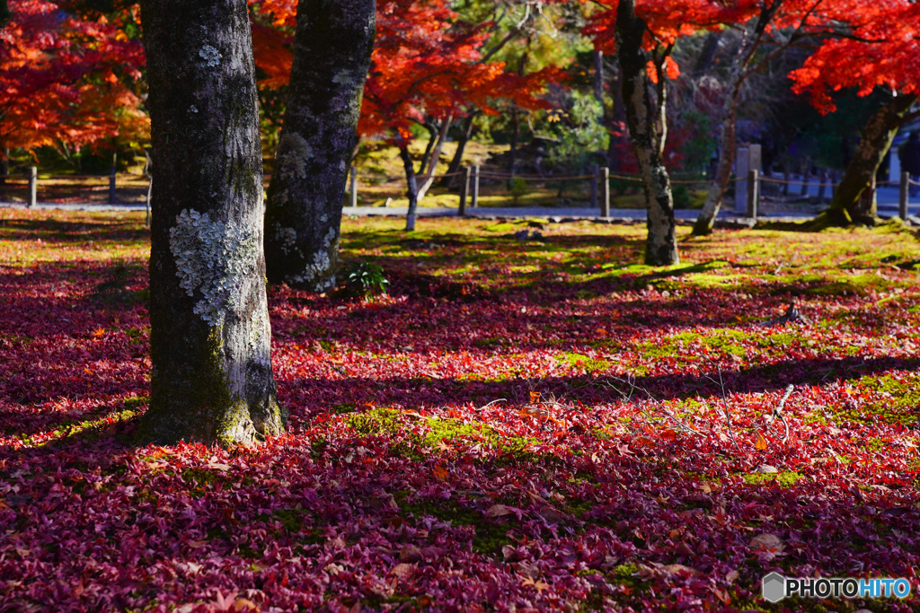 南禅寺 敷きもみじ