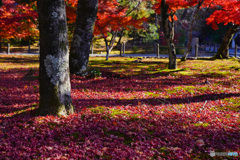 南禅寺 敷きもみじ