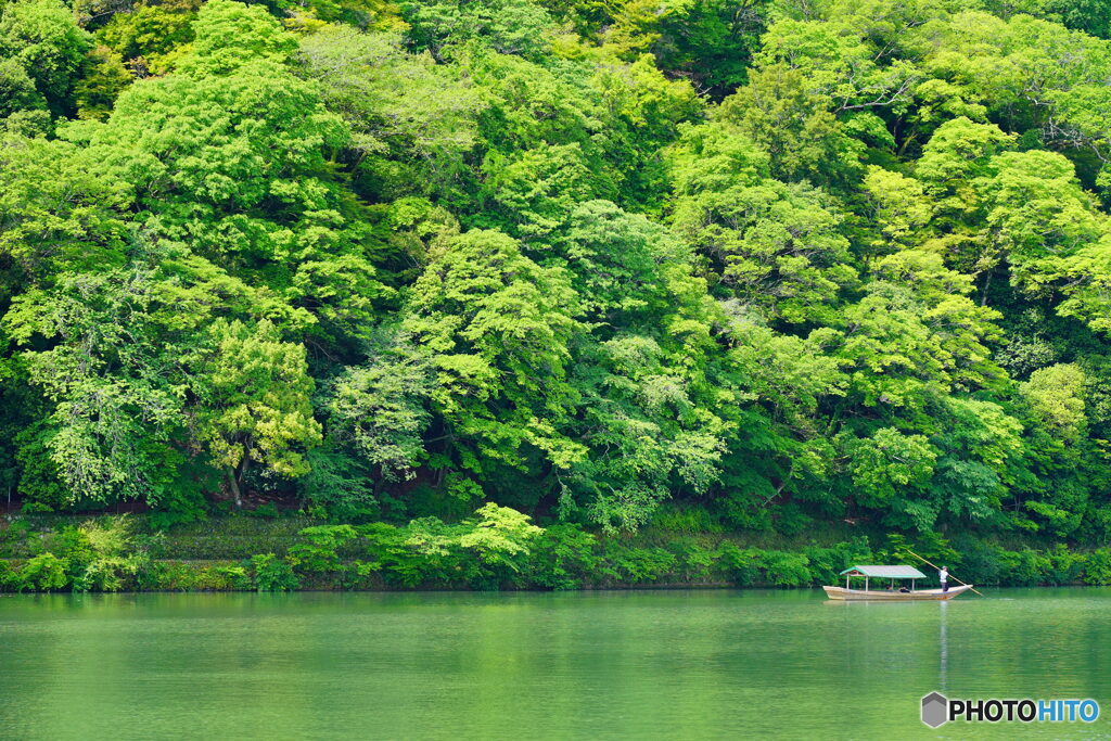 嵐山 新緑