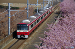 三浦河津桜　IMGP3011