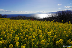 吾妻山公園