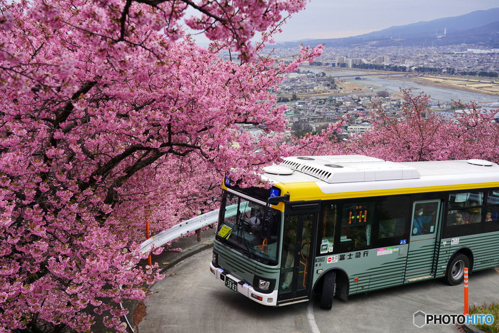 まつだ桜まつりシャトルバス