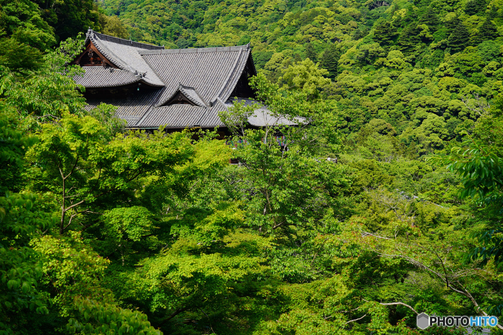 新緑の長谷寺本堂(奈良)