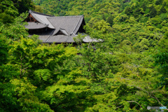 新緑の長谷寺本堂(奈良)