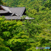 新緑の長谷寺本堂(奈良)