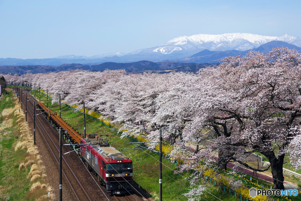 一目千本桜　IMGP2651