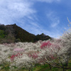 裏高尾_20140329_347