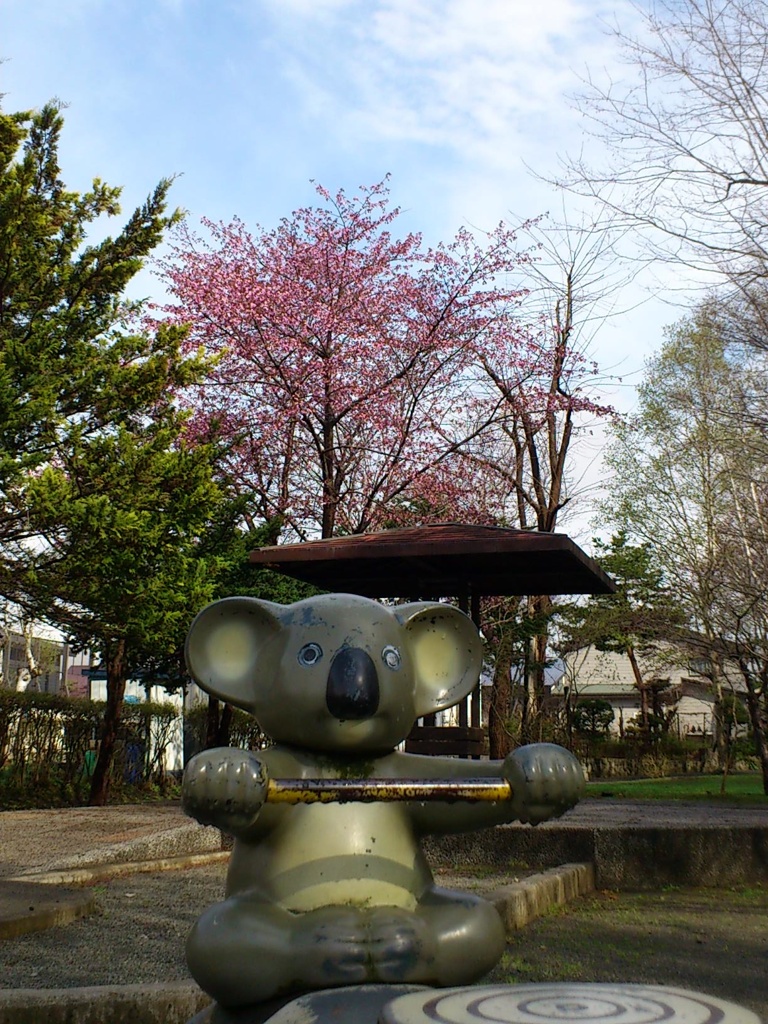 コアラと桜