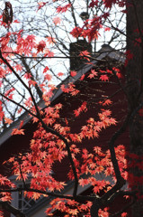 有島武郎邸庭紅葉