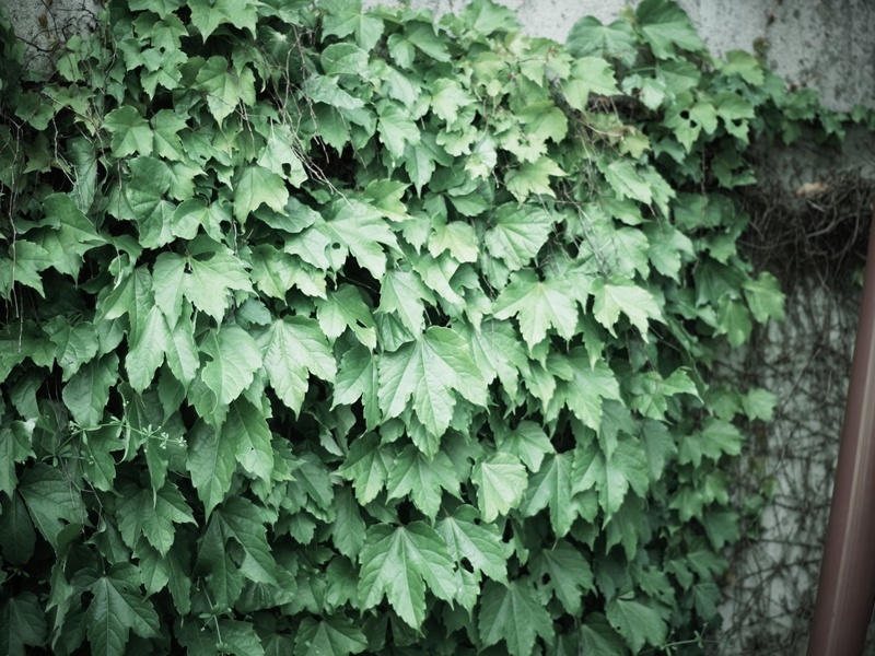 RIMG0031_R