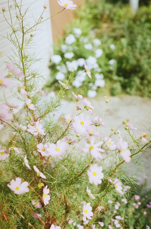 秋桜