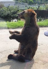 エサを待つクマ