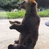 エサを待つクマ