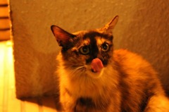 ペロッ。今夜は逃がさないゾ。