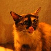 ペロッ。今夜は逃がさないゾ。