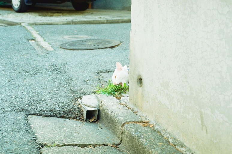 雑食