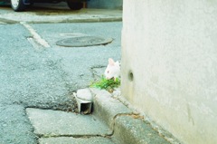 雑食