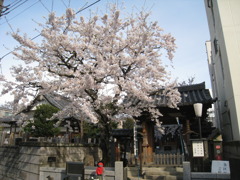 花まつりの大満寺