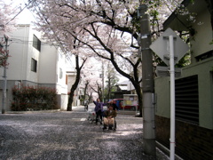 薄紅色の路