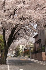 散り始める桜