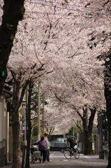 桜並木その２