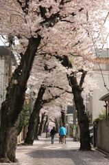 桜並木を散歩