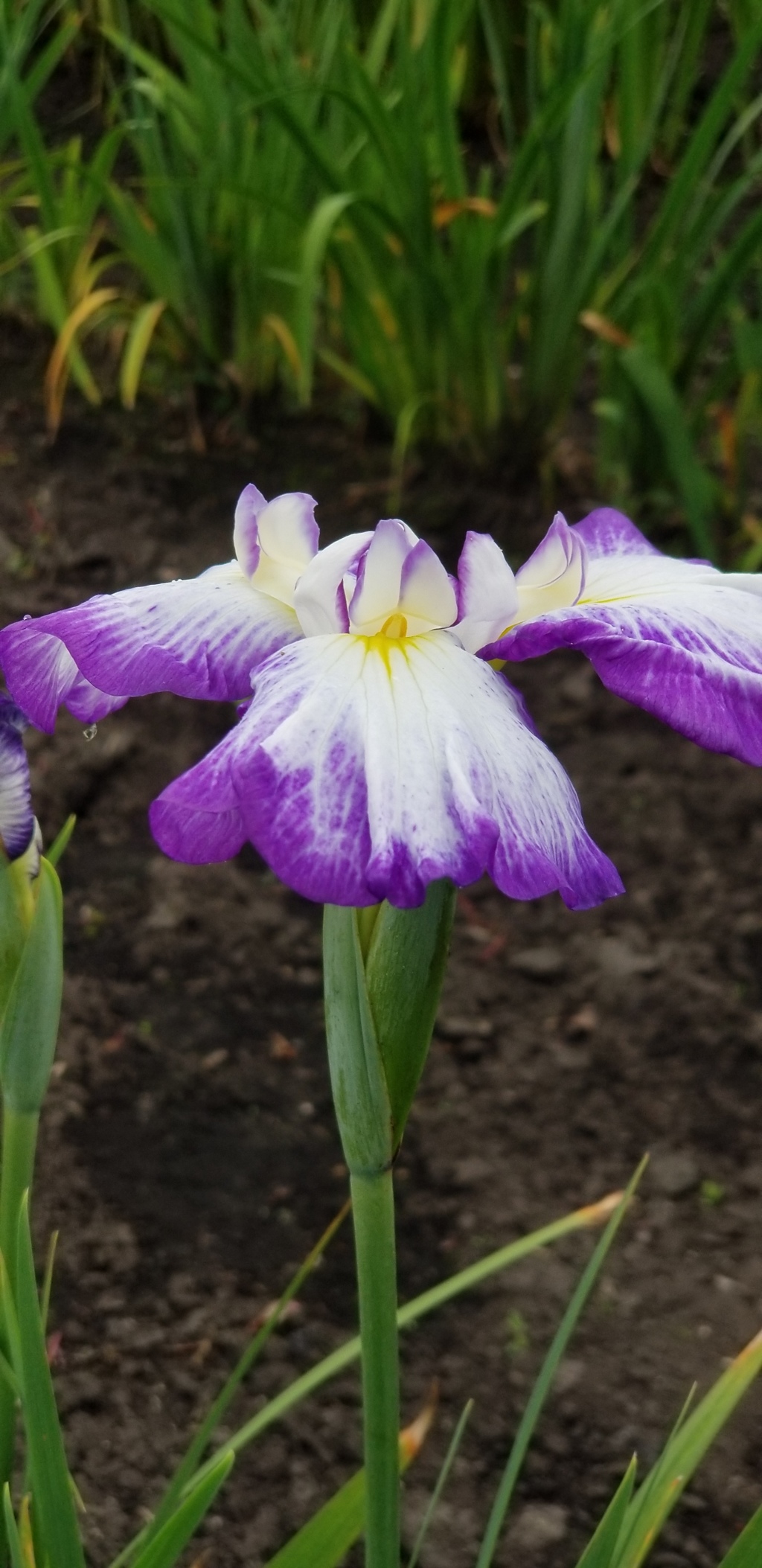 菖蒲２