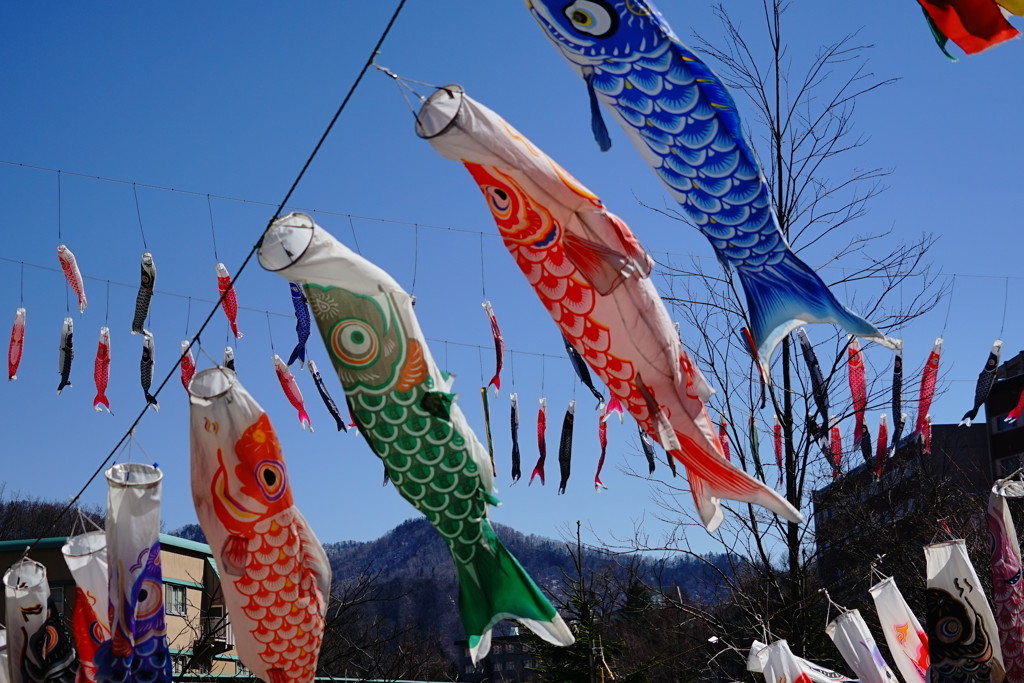 鯉のぼり