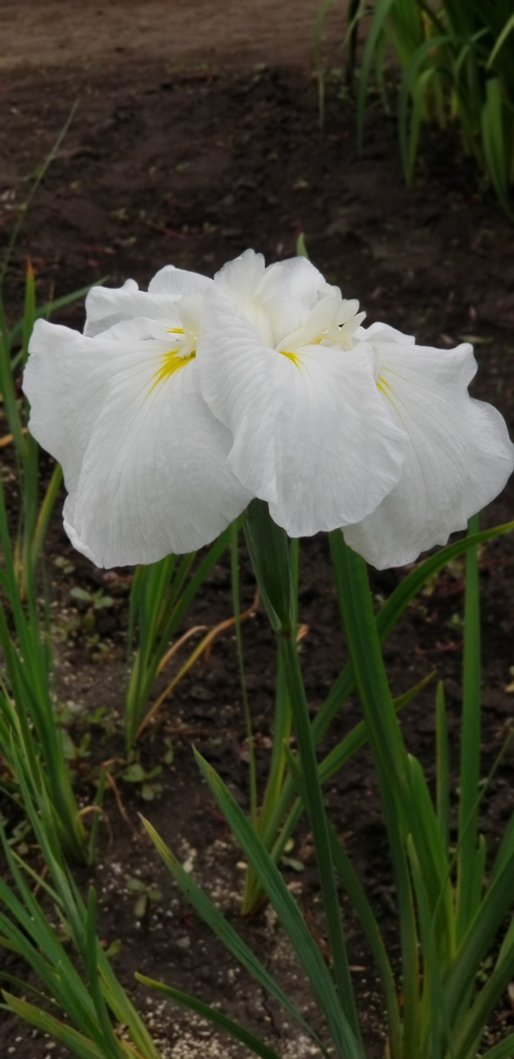 菖蒲１