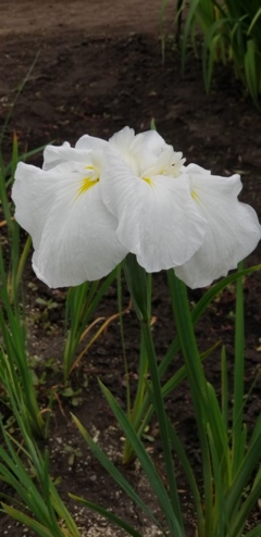 菖蒲１