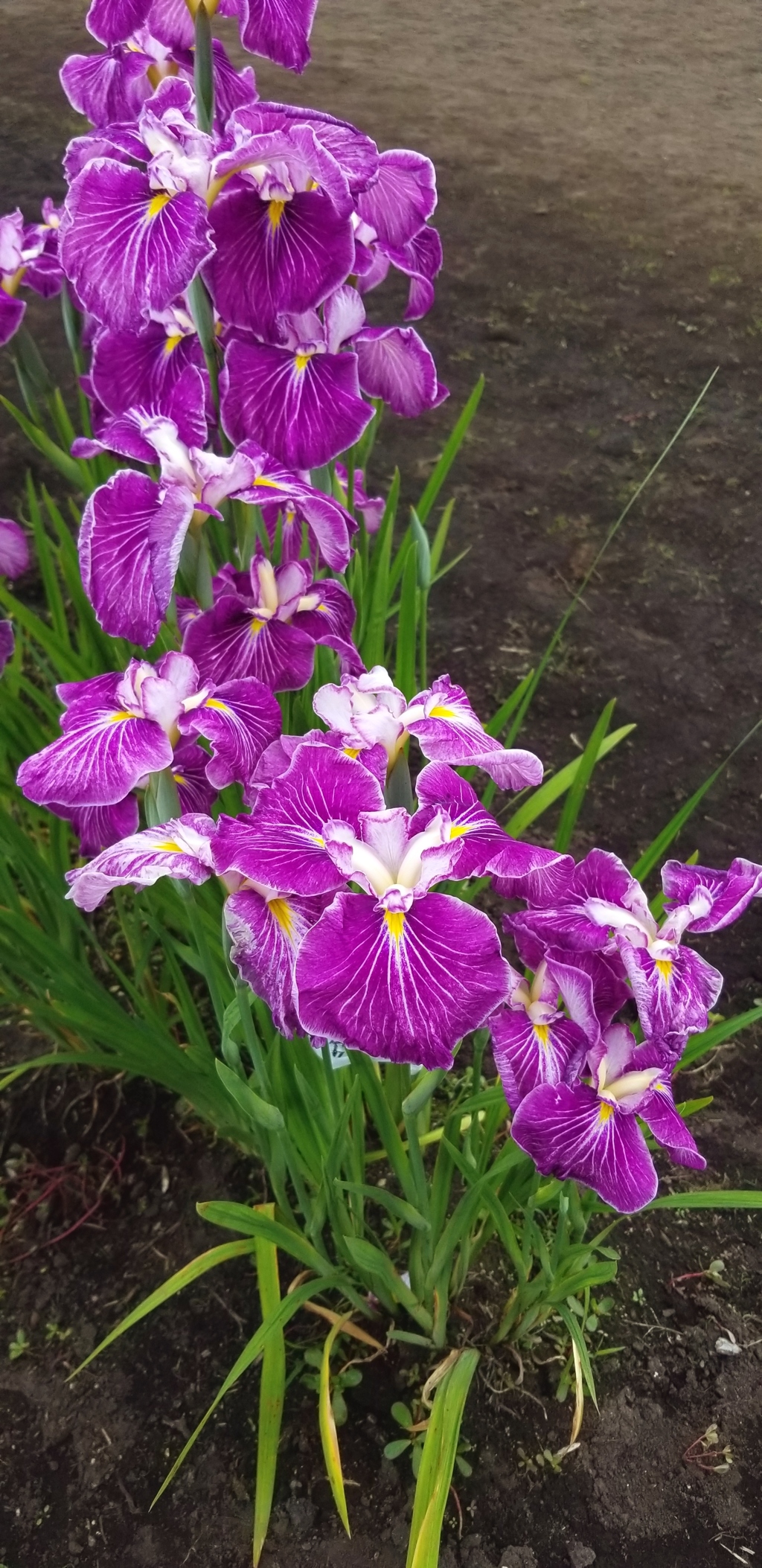 菖蒲３