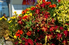 花壇の紅葉